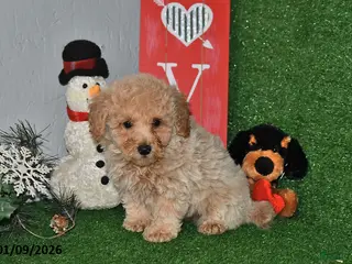 Bichpoo dogs Sparky - Ad 25