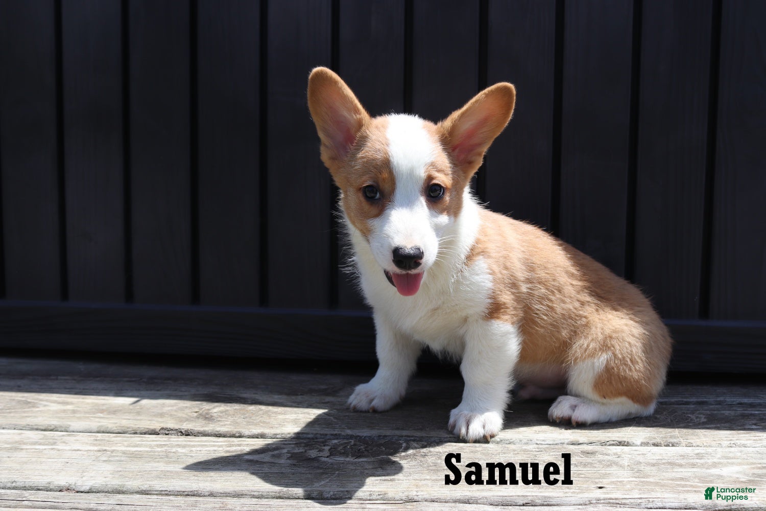 Welsh Corgi Pembroke dogs for sale: Samuel - Ad 4