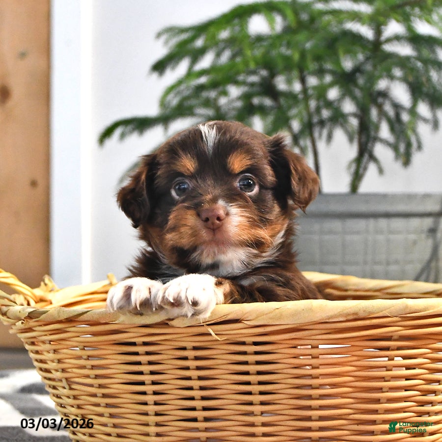 Mixed Breed dogs Jerry - Ad 1