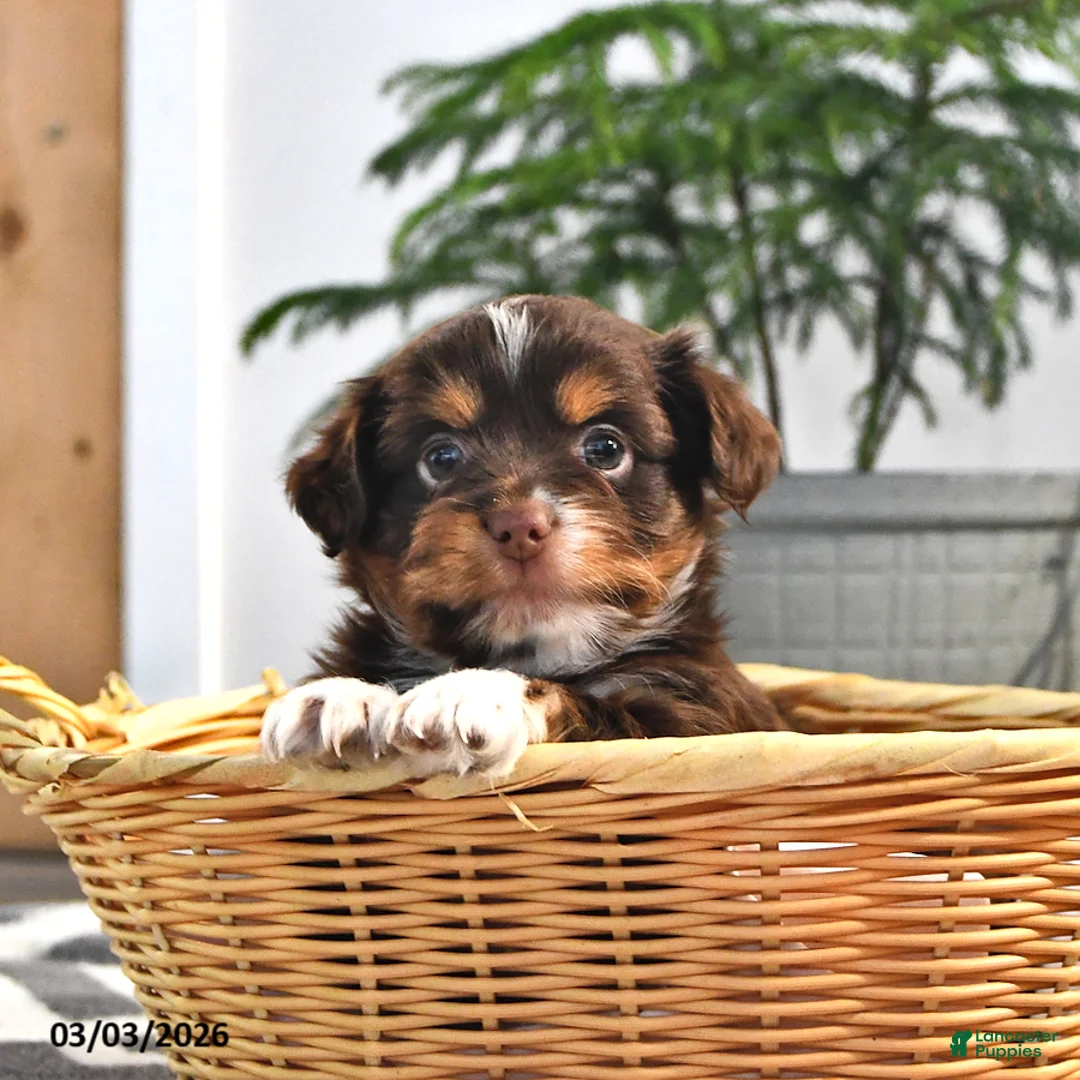 Mixed Breed dogs for sale: Jerry - Ad 1