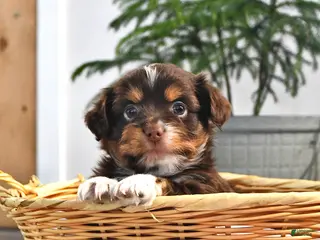 Mixed Breed dogs for sale: Jerry - Ad 4