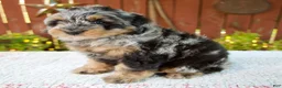 Mini Bernedoodle dogs for sale: Nicki - Ad 8
