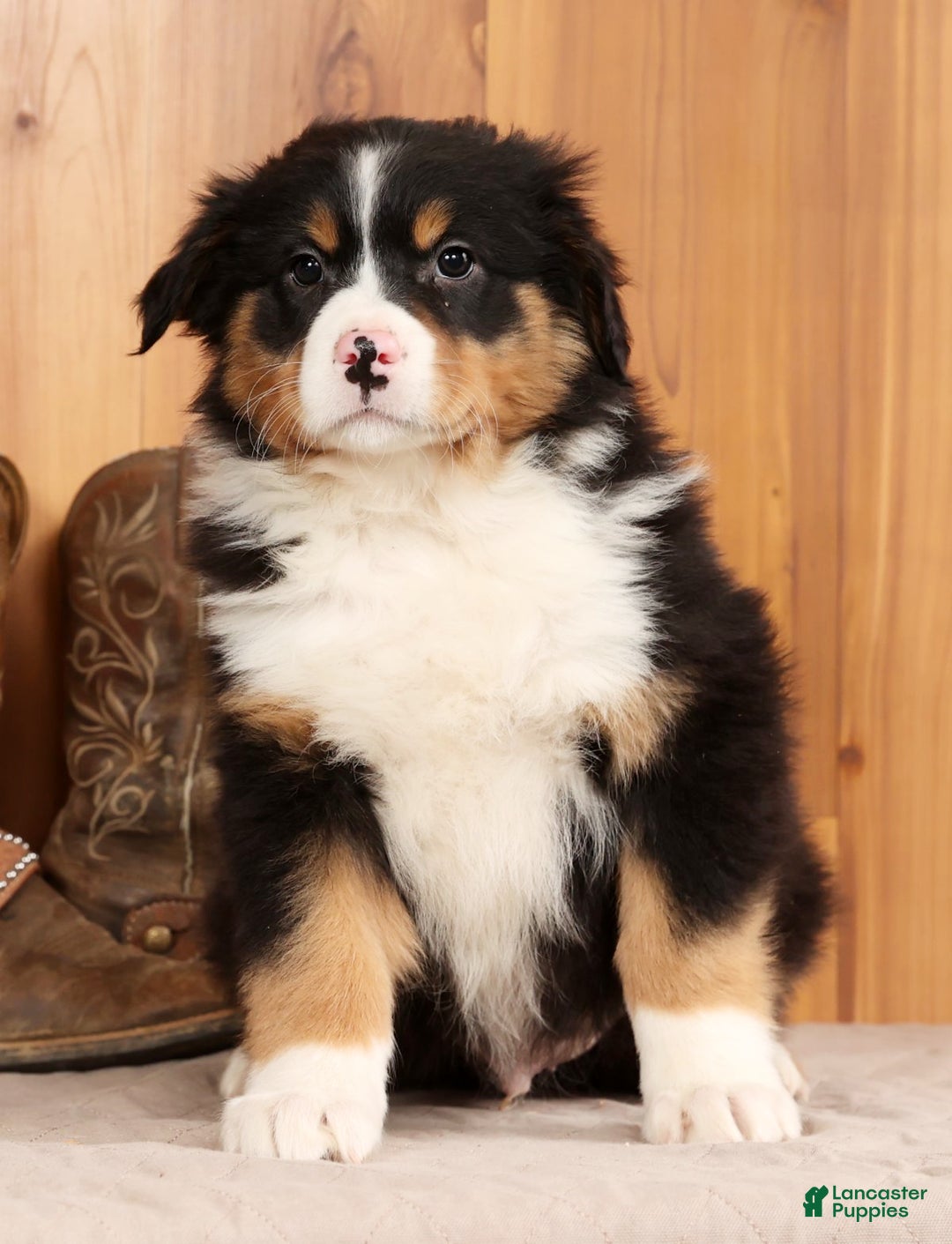 Australian Shepherd dogs for sale: Trooper - Ad 2