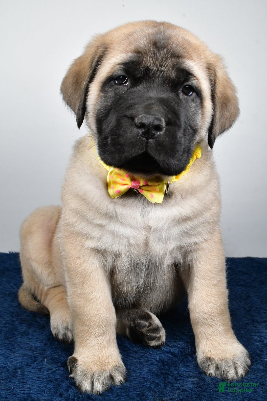 English Mastiff dogs for sale: Simon - Ad 5