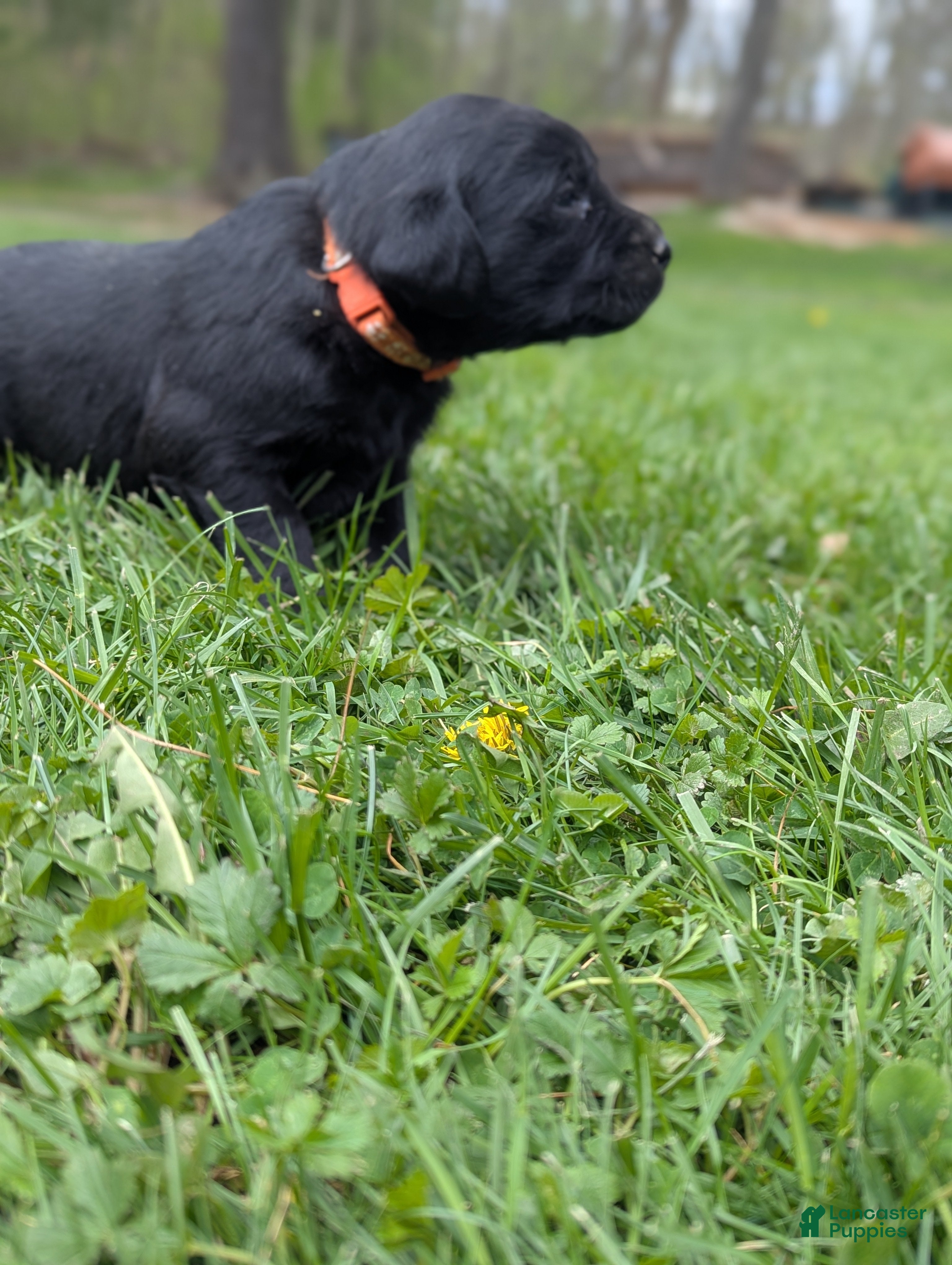 Labrador Retriever dogs Leo - Ad 2