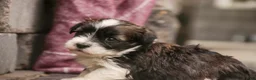 Havanese dogs for sale: Thelma Havanese Puppy  - Ad 3