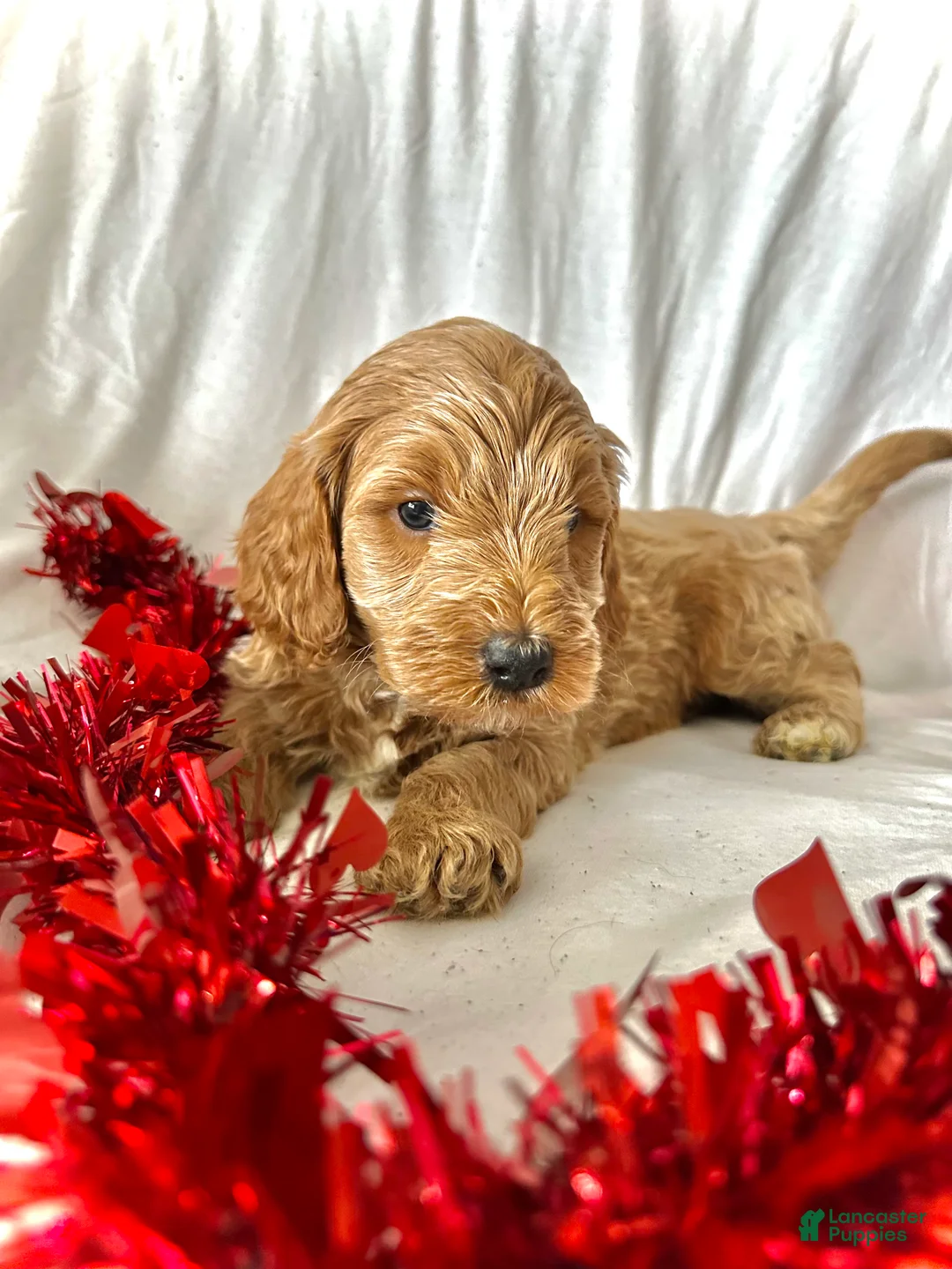 Irish Doodle dogs for sale: Cheer- In home raised  - Ad 3