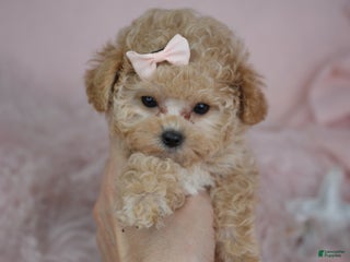 Toy Poodle dogs - Ad 41