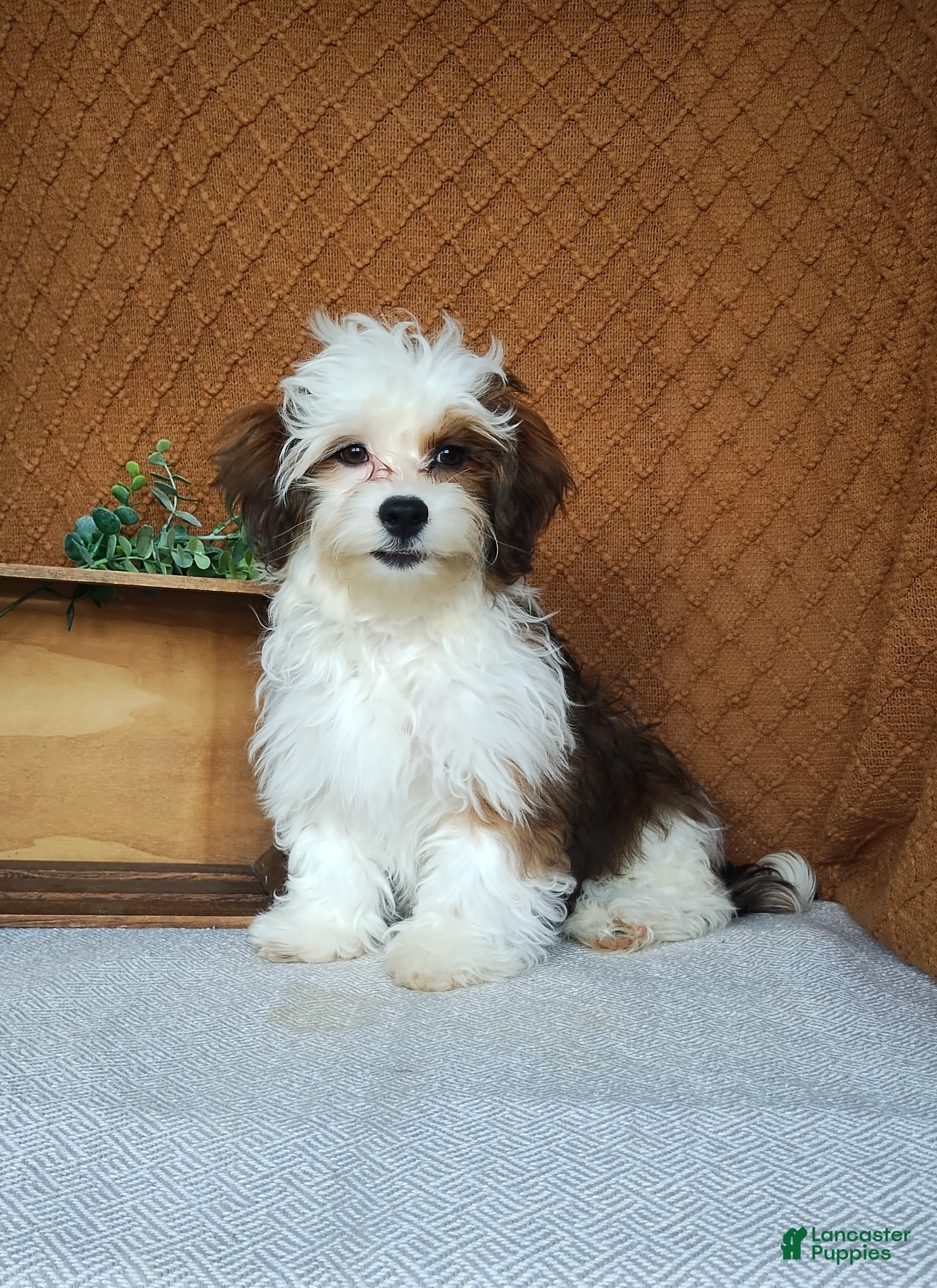 Havanese dogs Parker  - Ad 1