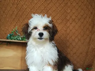 Havanese dogs for sale: Parker - Ad 1