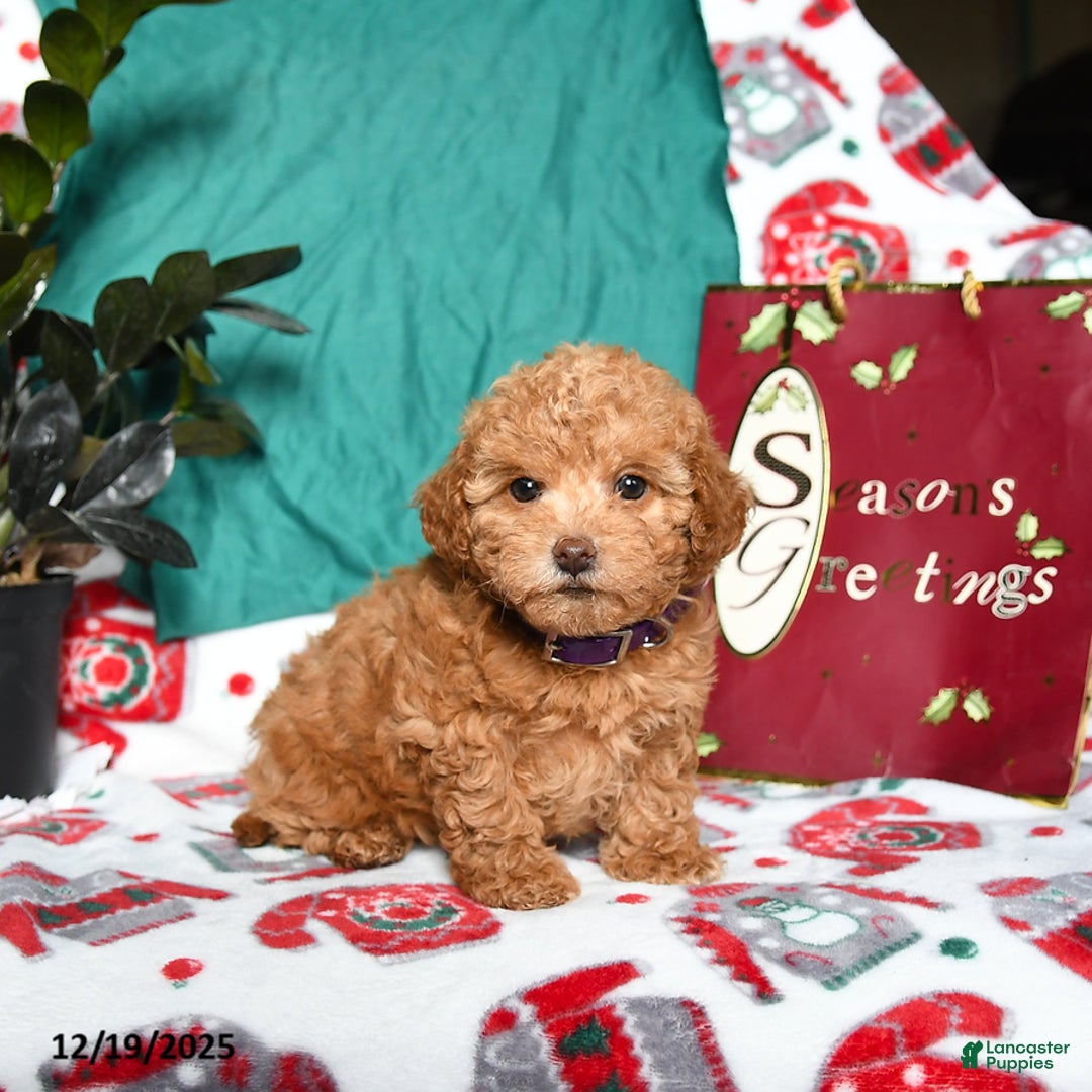 Maltipoo dogs for sale: Molly - Ad 1