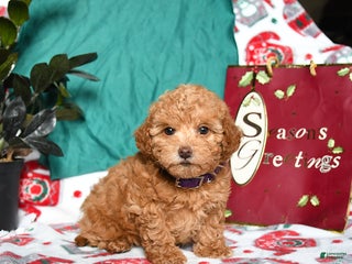 Maltipoo dogs Molly - Ad 27
