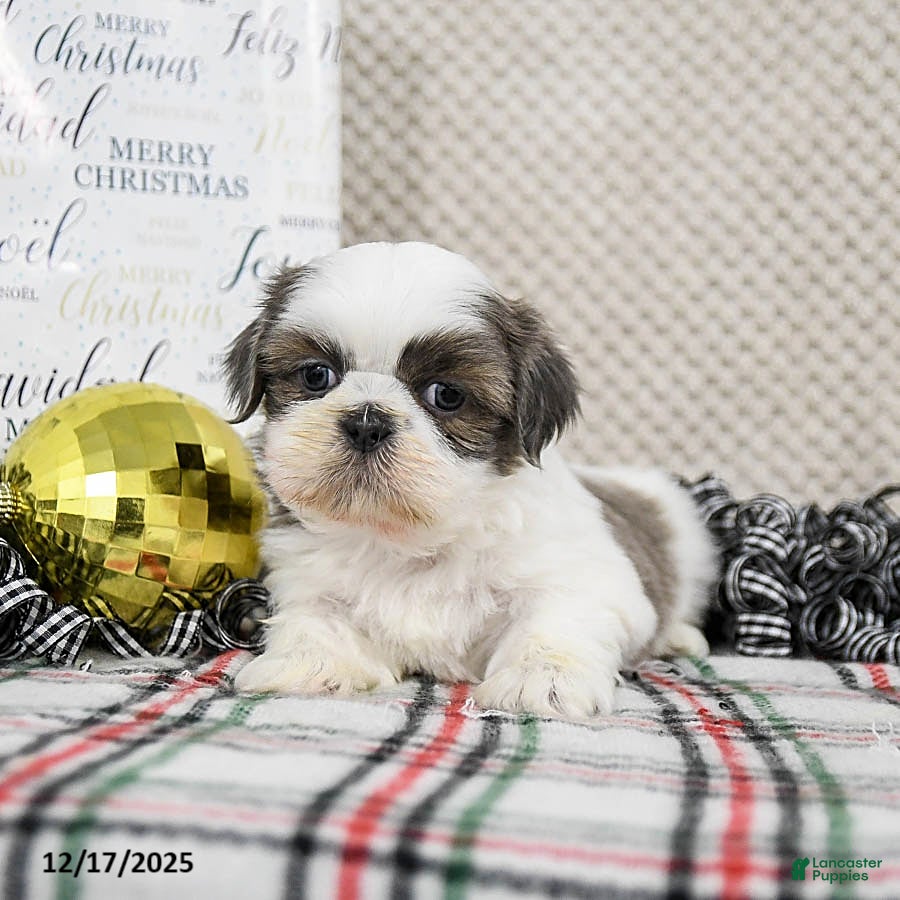 Shih Tzu dogs Smokey - Ad 5