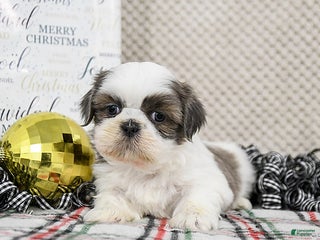 Shih Tzu dogs Smokey - Ad 3