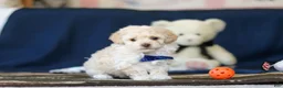 Toy Poodle dogs for sale: Biscuit - Ad 5