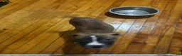 Mixed Breed dogs for sale: Mixed Breed 2 - Ad 5