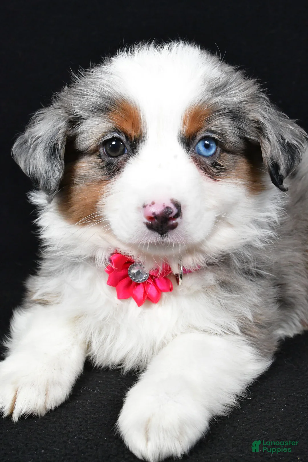 Miniature Australian Shepherd dogs for sale: Lola - Ad 6