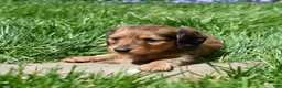 Miniature Dachshund dogs for sale: Copper - Ad 2