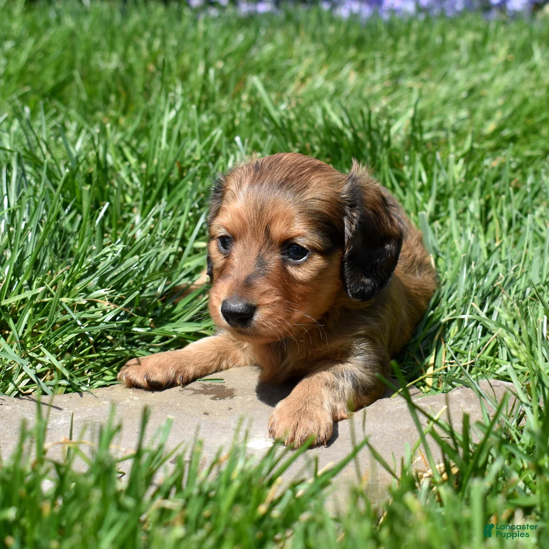 Miniature Dachshund dogs for sale: Copper - Ad 2