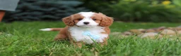 Cavapoo dogs for sale: Cody - Ad 10