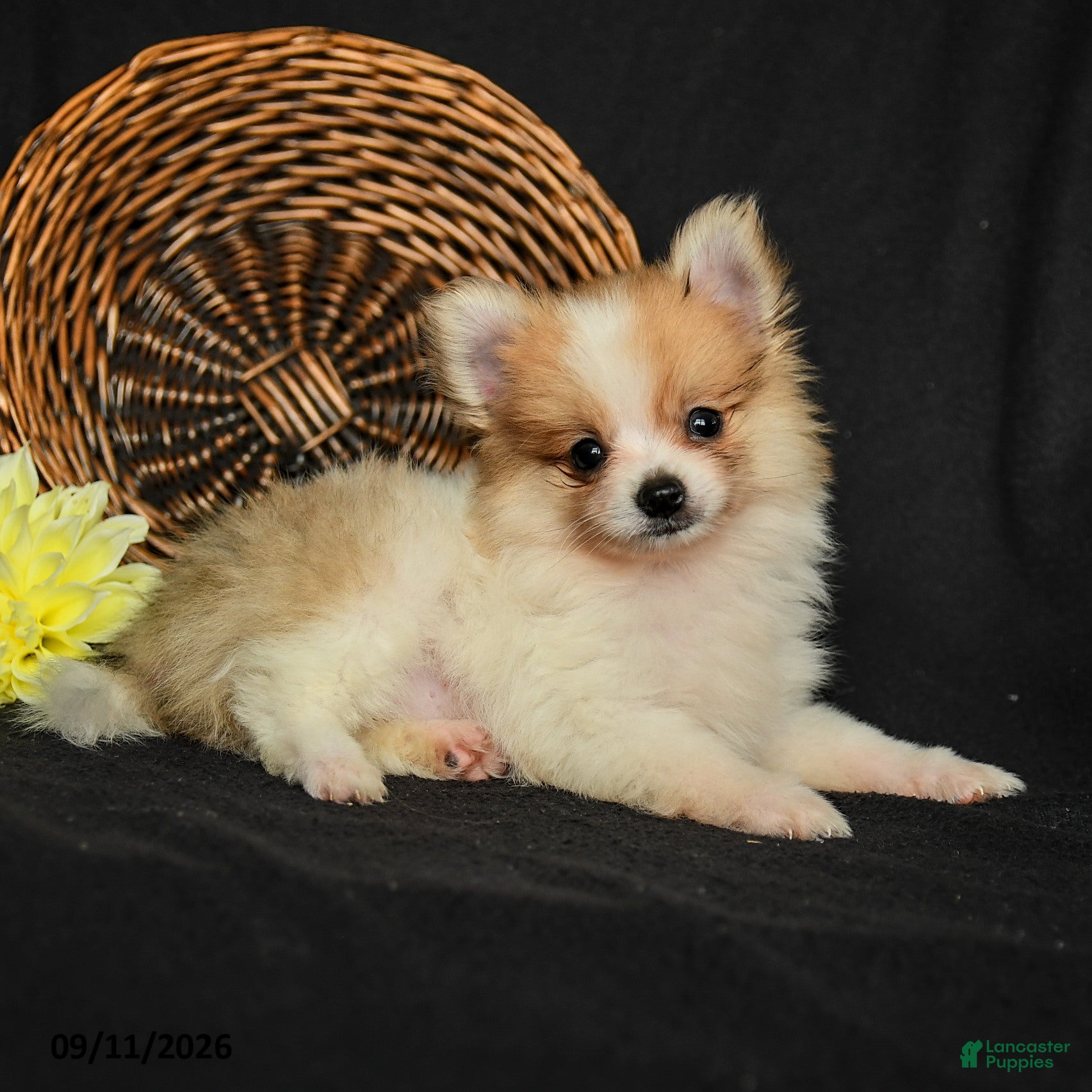 Pomeranian dogs Lance  - Ad 2