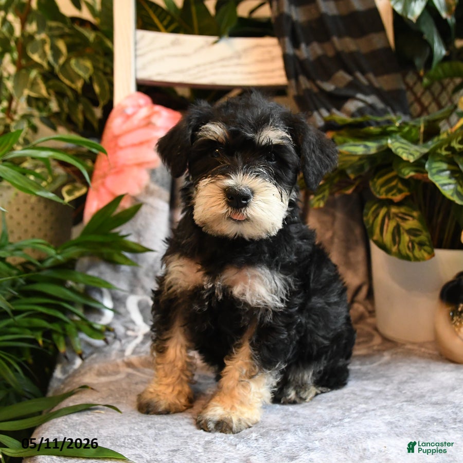 Miniature Schnauzer dogs Max - Ad 1