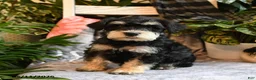 Miniature Schnauzer dogs for sale: Max - Ad 1