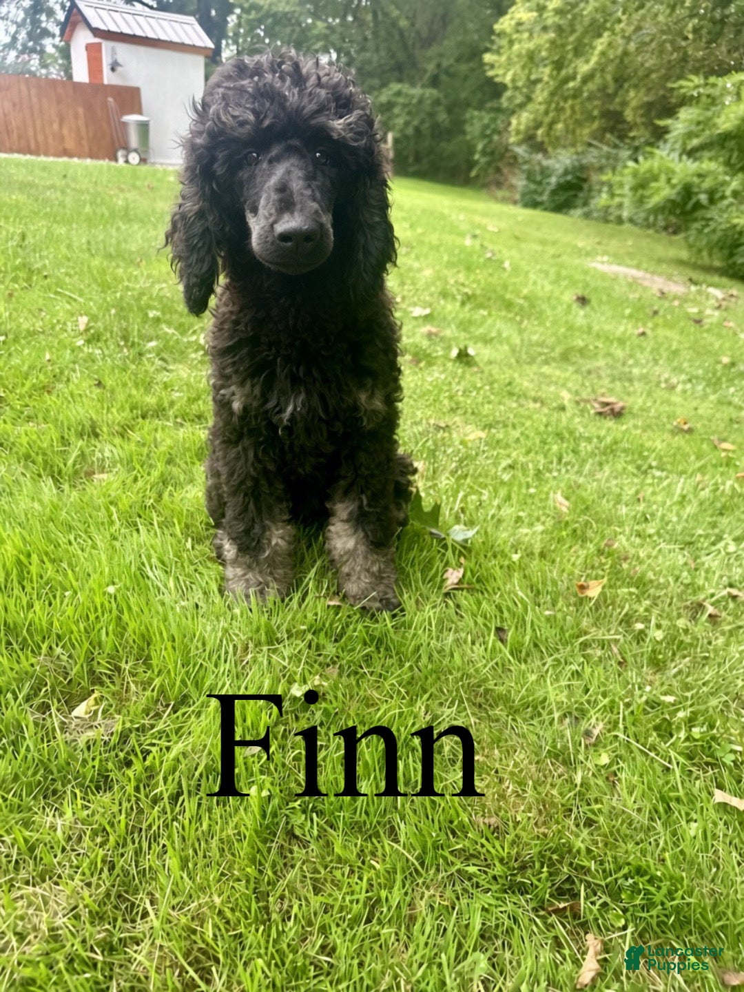 Standard Poodle dogs Finn - Ad 1