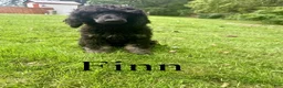Standard Poodle dogs for sale: Finn - Ad 1
