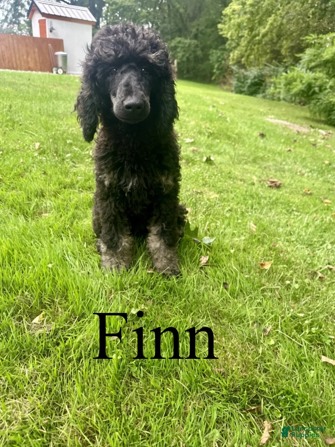 Standard Poodle dogs for sale: Finn - Ad 1