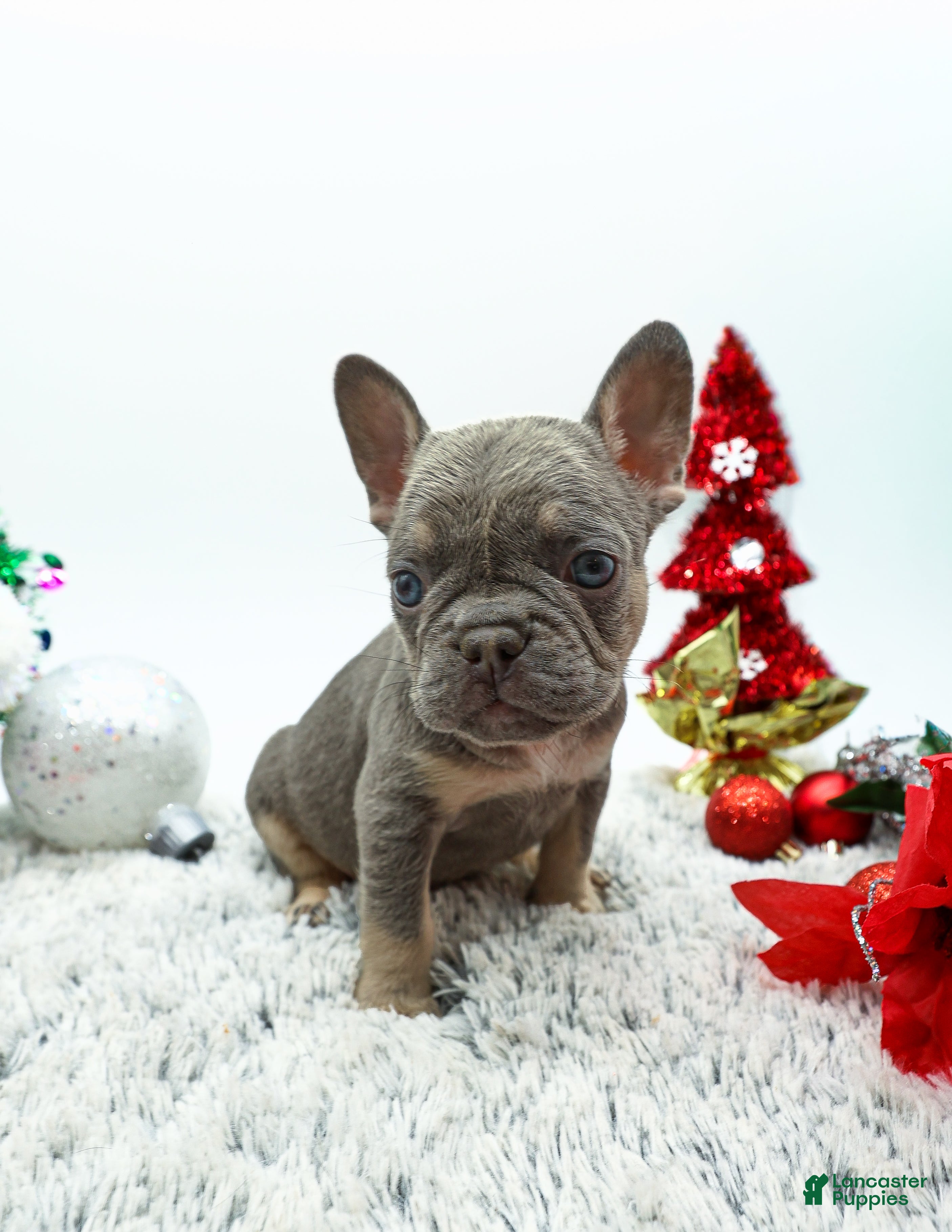 French Bulldog dogs Levi - Ad 41