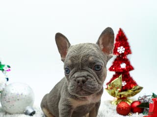 French Bulldog dogs for sale: Levi - Ad 2