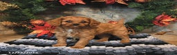 Cavapoo dogs for sale: Fern - Ad 2