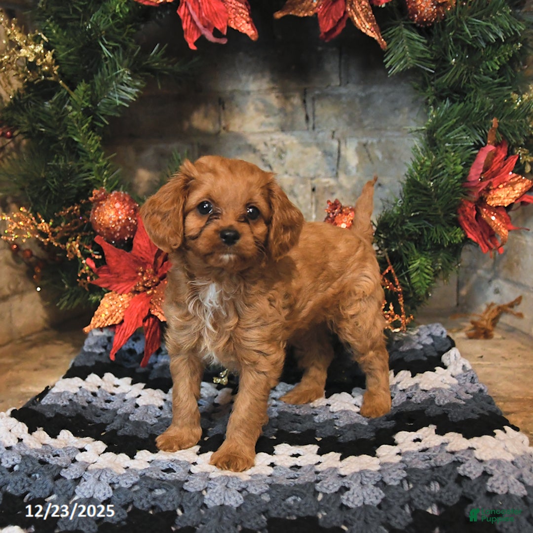Cavapoo dogs for sale: Fern - Ad 2