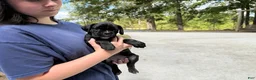Boxer dogs for sale: Millie AKC Euro - Ad 15
