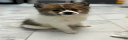 Pomeranian dogs for sale: Pomeranian 1 - Ad 2
