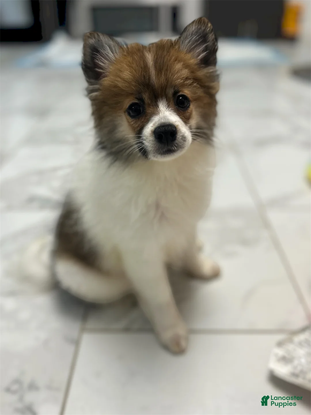 Pomeranian dogs for sale: Pomeranian 1 - Ad 2