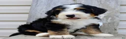 Bernedoodle dogs for sale: Raylon - Ad 4