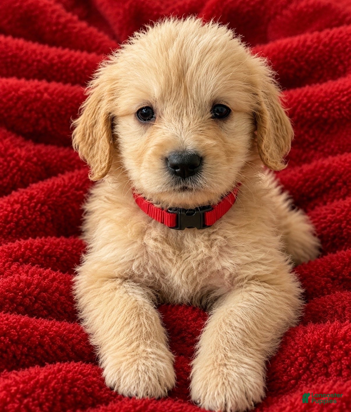 Golden Retriever dogs for sale: Golden Retriever 4 - Ad 13