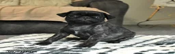 Pug dogs for sale: Pearl - Ad 2