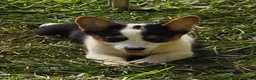 Welsh Corgi Pembroke dogs for sale: Oreo girl  - Ad 14