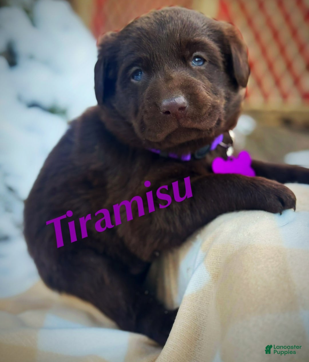 Labrador Retriever dogs for sale: Labrador Retriever Puppy 1 - Ad 3