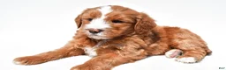 Mini Goldendoodle dogs for sale: Landon - Ad 6