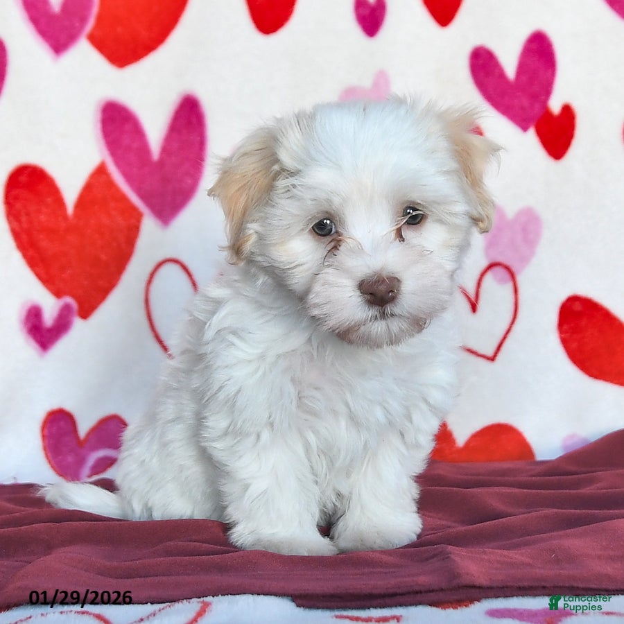 Havanese dogs Sunny  - Ad 2