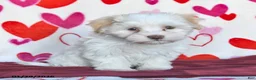 Havanese dogs for sale: Sunny  - Ad 2