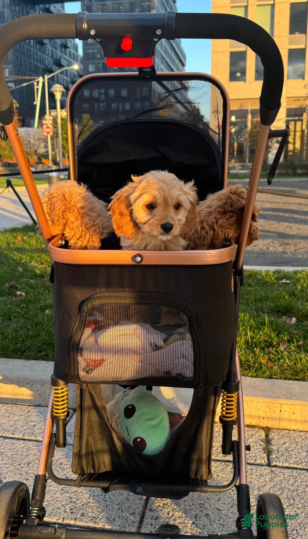 Cockapoo dogs for sale: 🌸🐶 Daisy – The Little Lady with a Heart of Gold 💗 - Ad 8