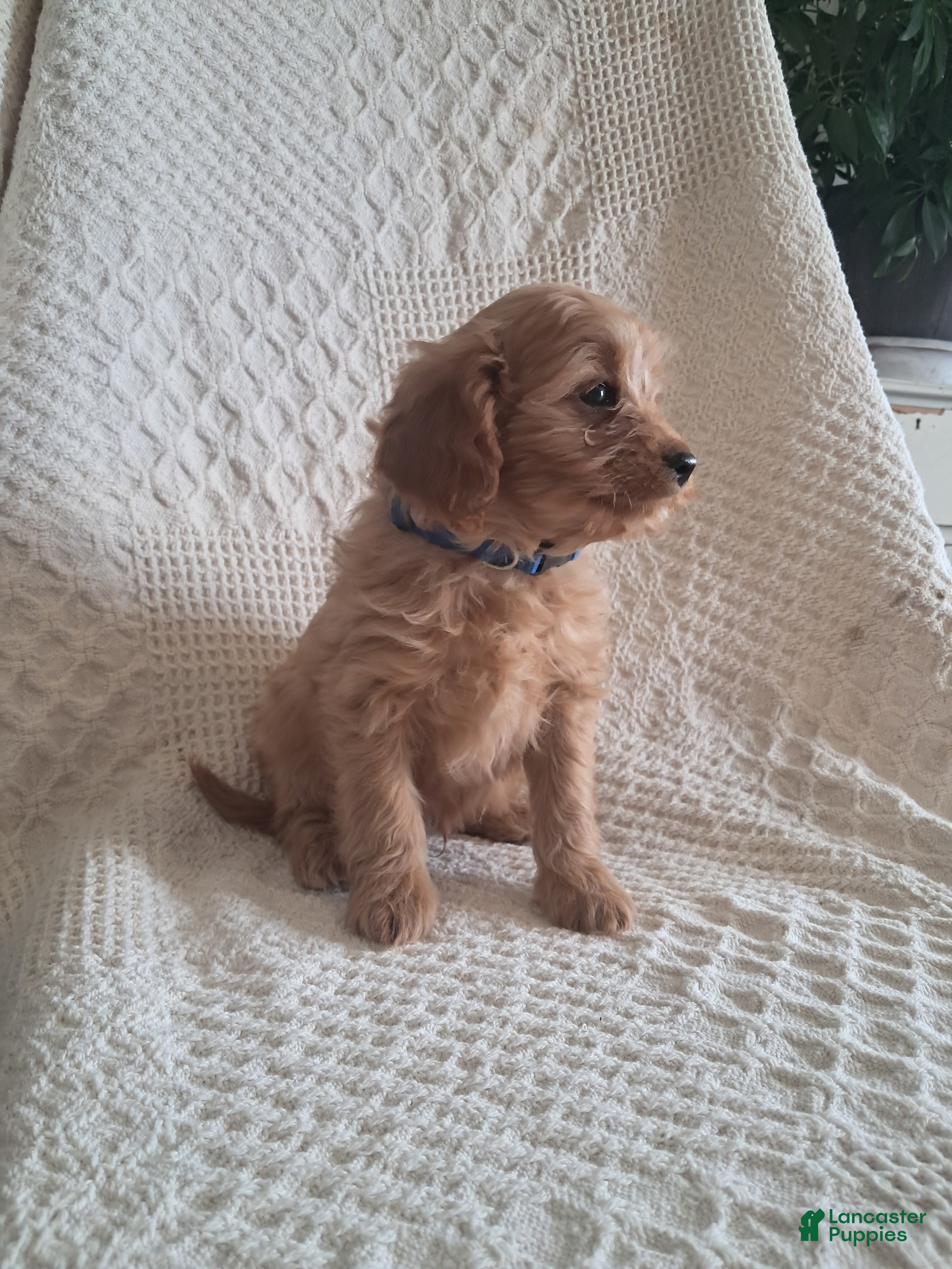 Cavapoo dogs Sonshine - Ad 2
