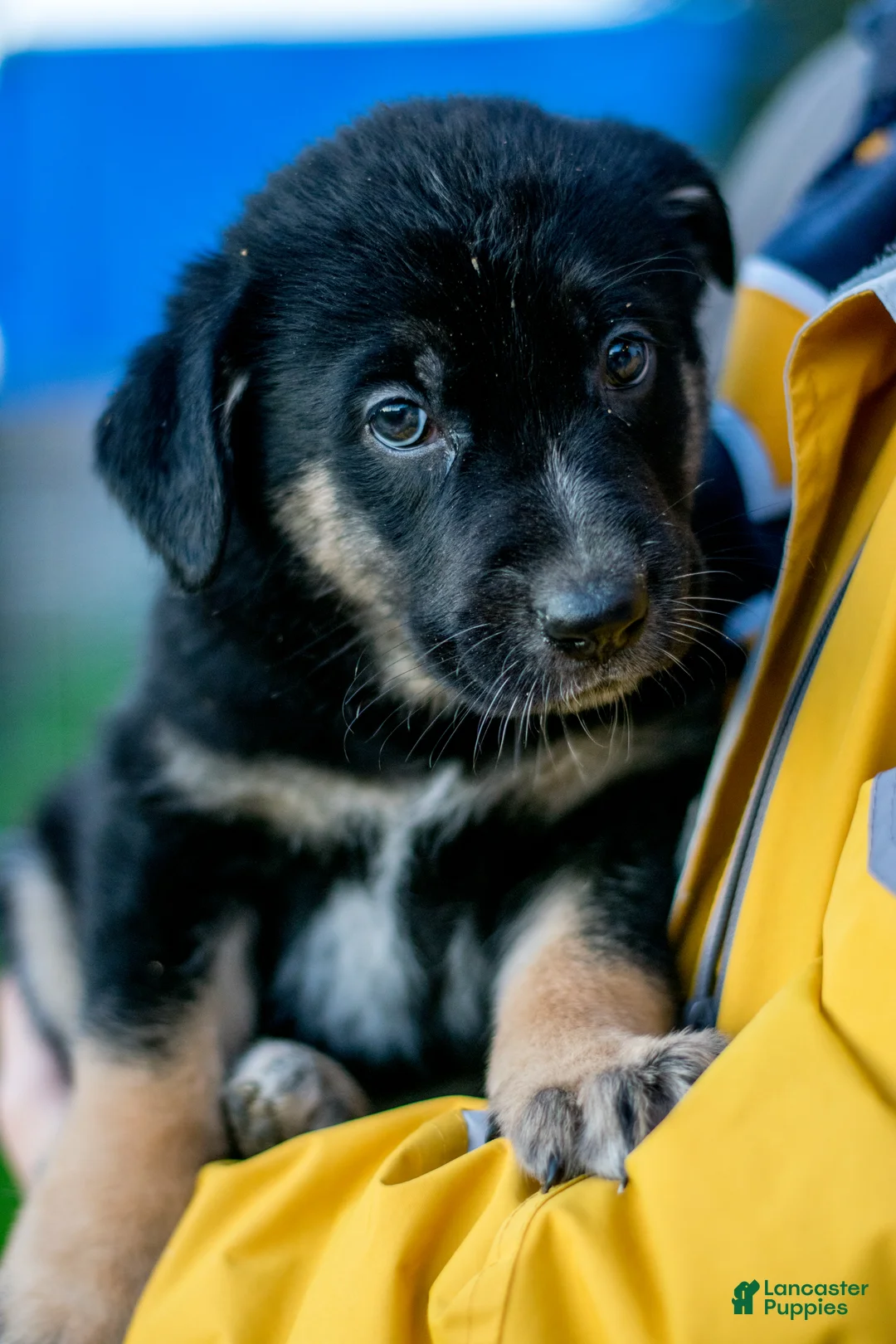 Mixed Breed dogs for sale: Mixed Breed Puppy 1 - Ad 4