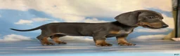 Miniature Dachshund dogs for sale: AKC-PRIMROSE (Short-Haired Blue & Tan Female) - Ad 4