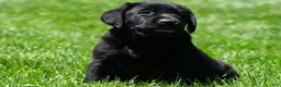 Labrador Retriever dogs for sale: Lacey - Ad 5
